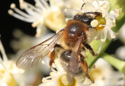 Réf. 339 197 : Andrena tibialis
